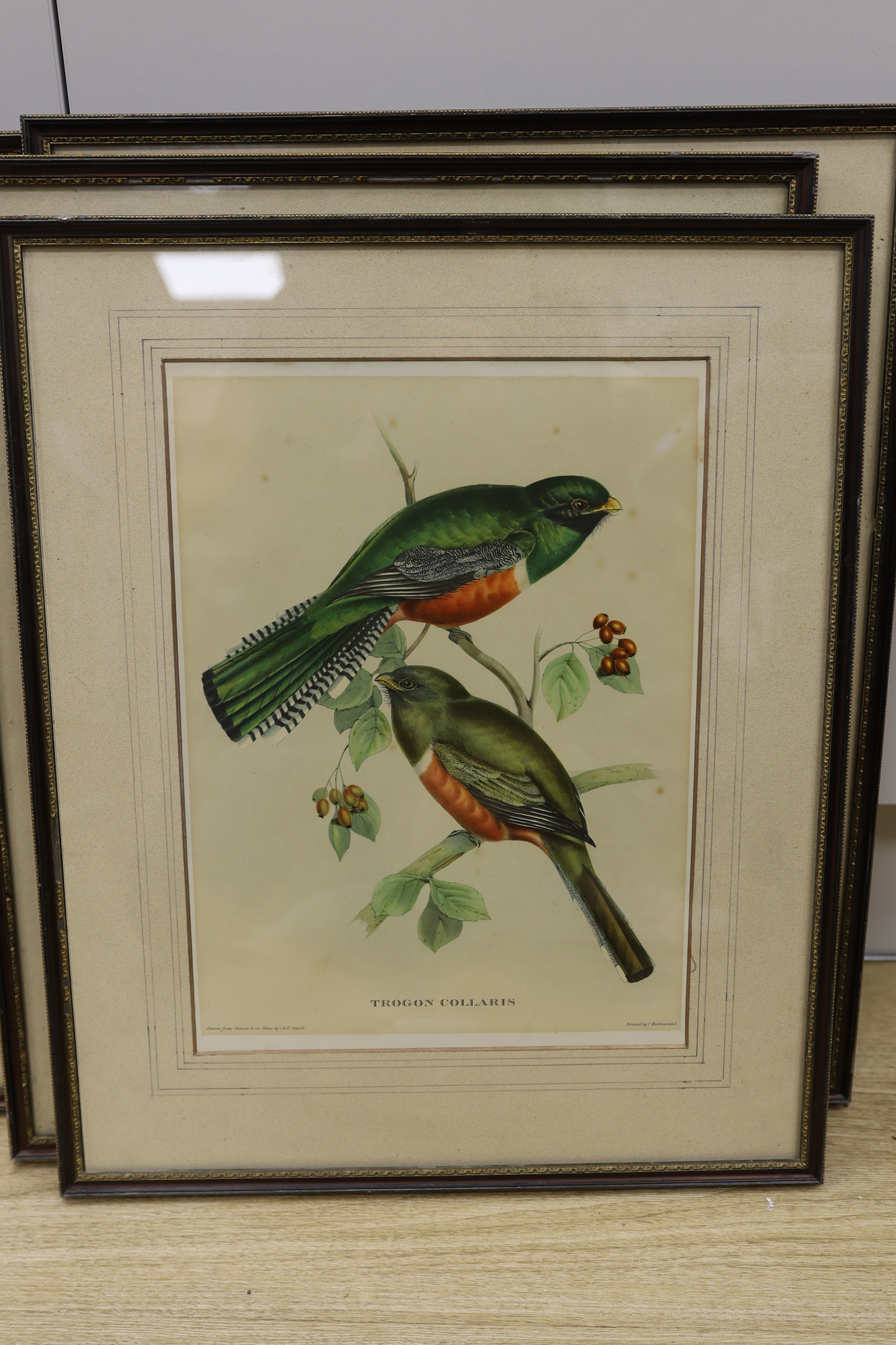 After J Gould (1804-1881) and H. C. Richter (1821-1902), set of five zoological colour lithographs, Birds including Trogon Collaris and Euspiza Luteola, each 37 x 27cm